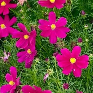 Meet your Posher, Madeline